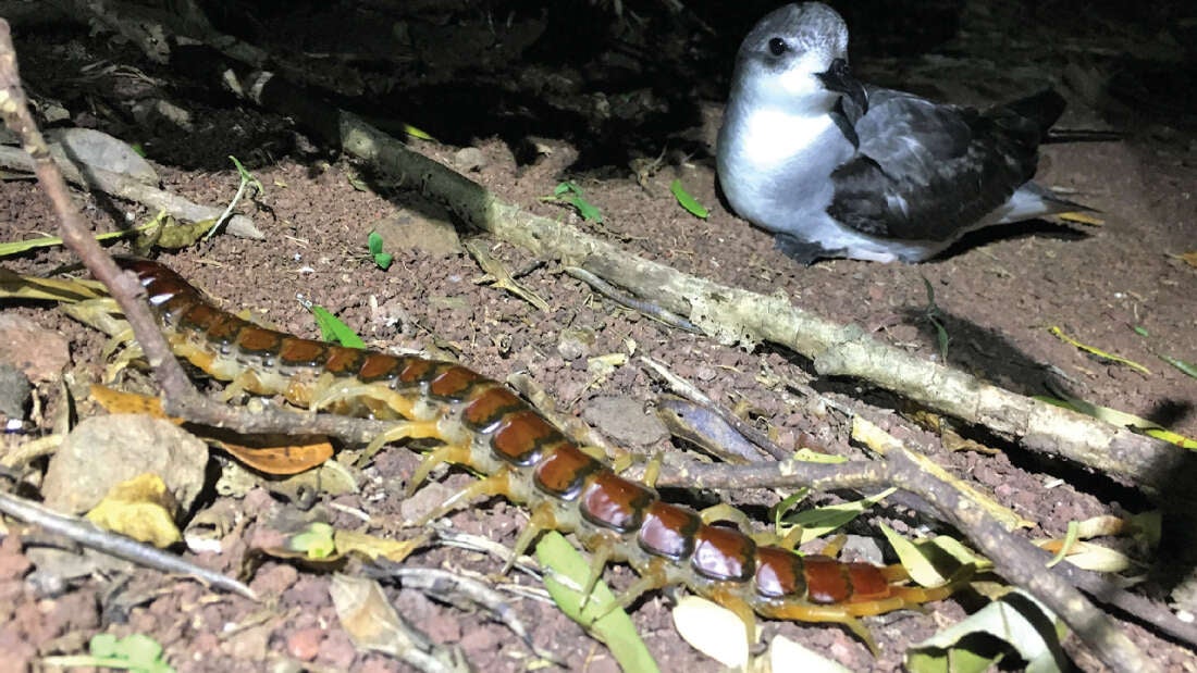 El ciempiés en la isla a punto de cazar la víctima