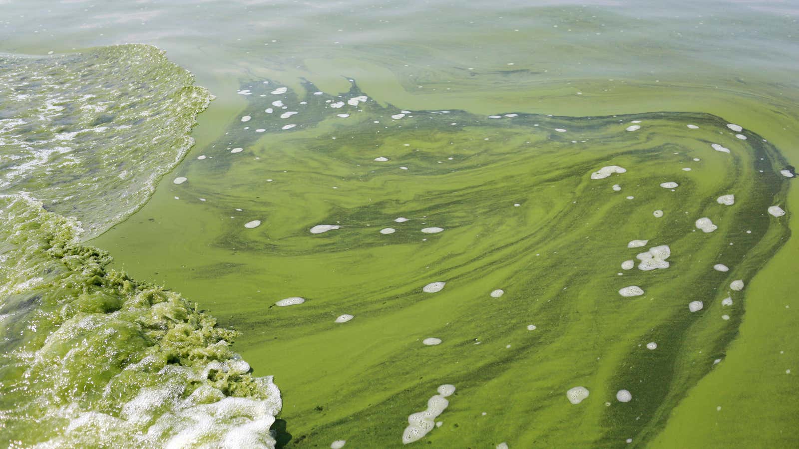 Una floración de algas documentada en el lago Erie en agosto de 2014