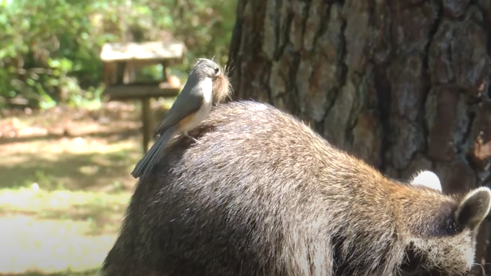 Una captura de un video de YouTube de 2015 que muestra a un carbonero copetudo robando el pelo de un mapache desprevenido.