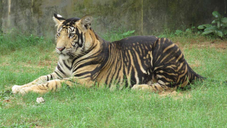 Un tigre “negro” pseudomelanístico en la India