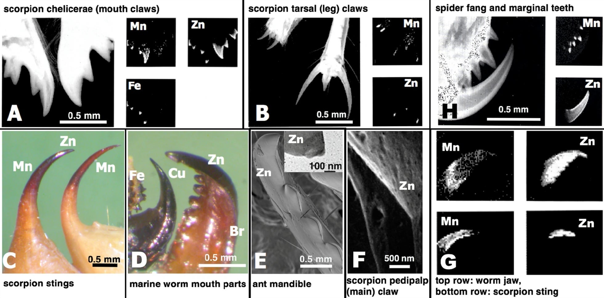 Image: Robert Schofield, CC BY-ND