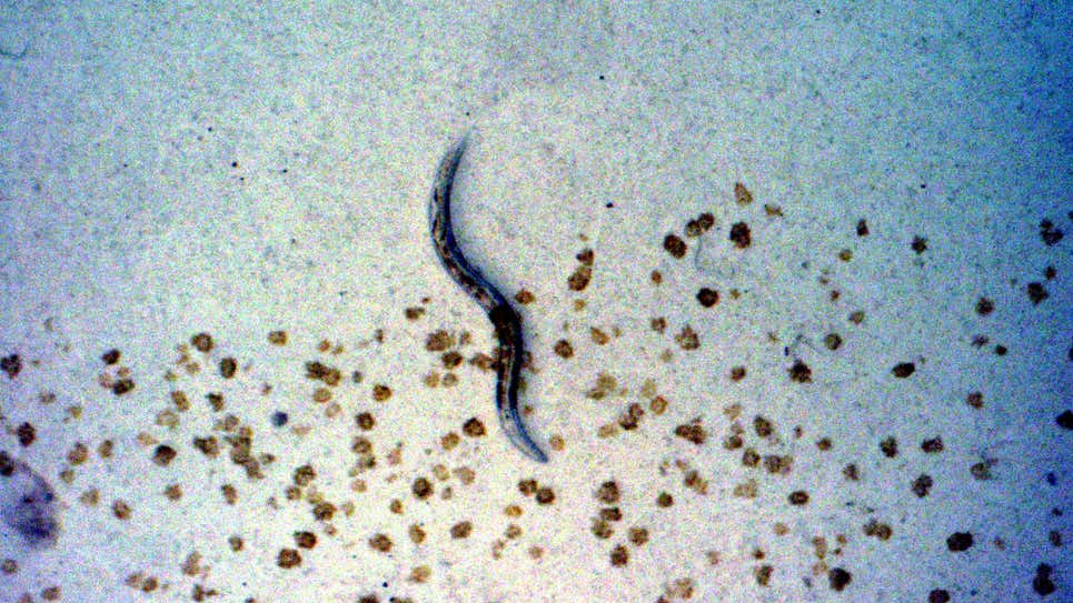 Un nematodo C. elegans descendió de los que estaban a bordo del transbordador espacial Columbia en 2003