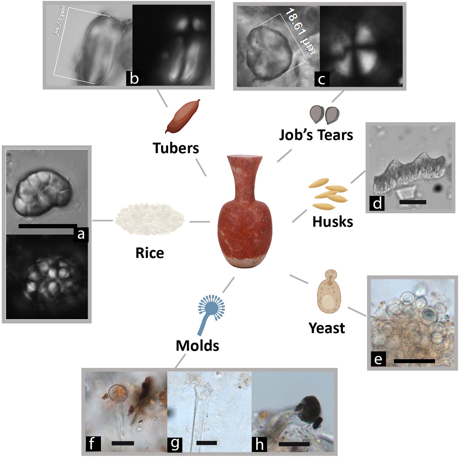 Restos del contenido de las vasijas.