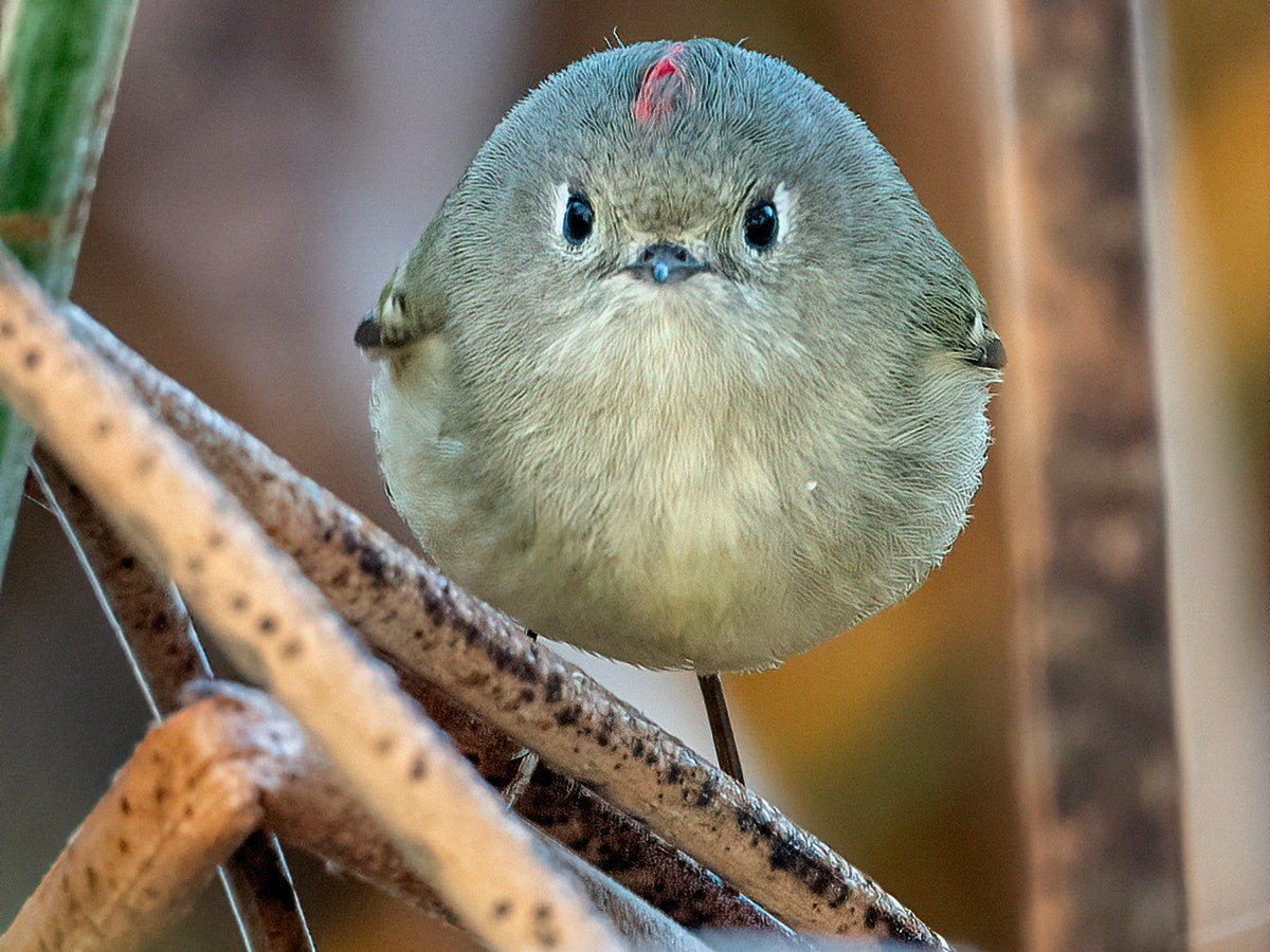 Image: Patrick Dirlam/Comedy wild life photo