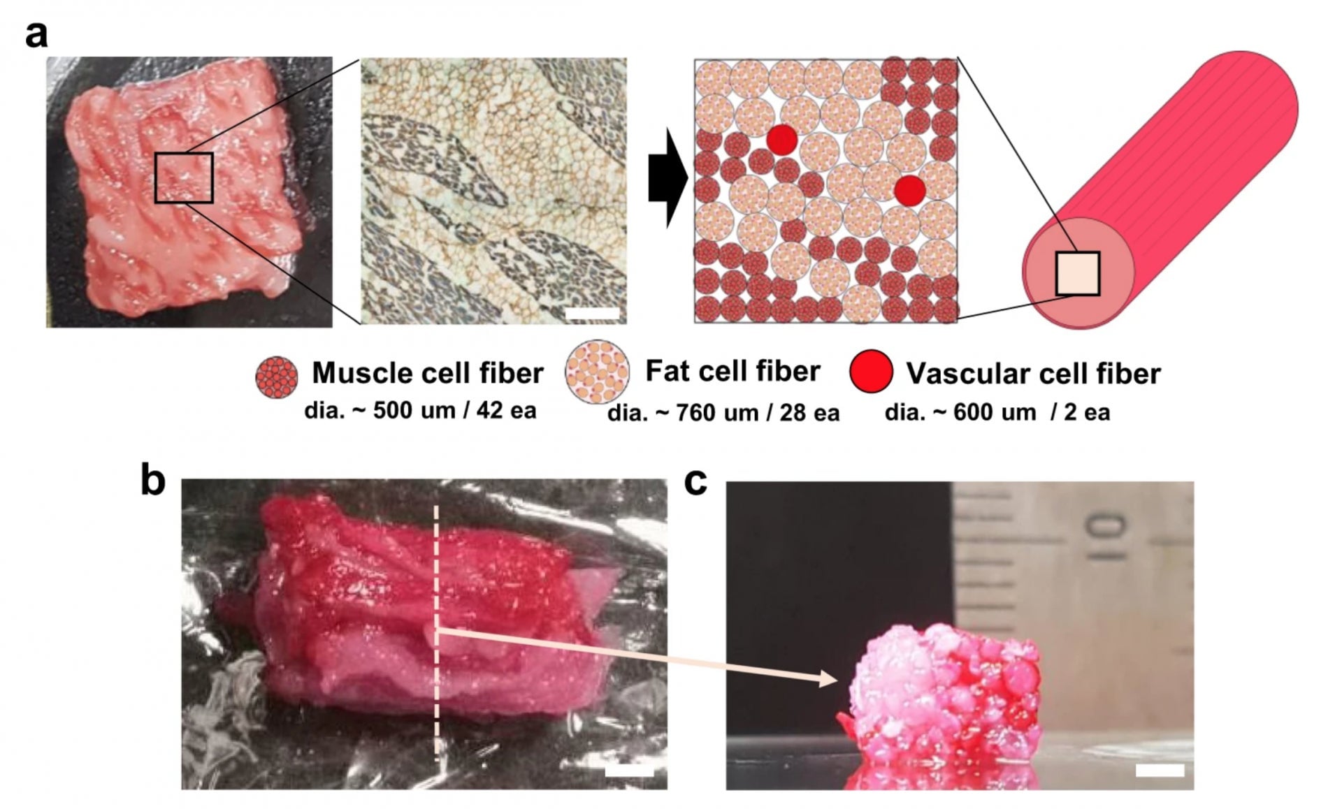Image: Dong-Hee Kang, et al./Nature Communications