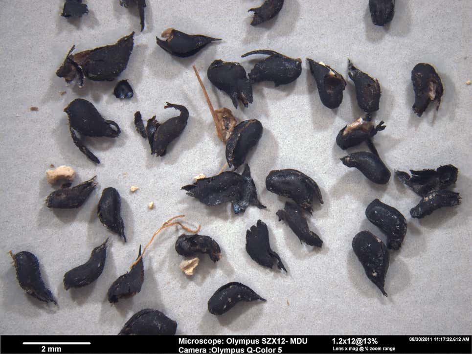 Photo: Servicio de Parques Nacionales, USGS y Universidad Bournemouth