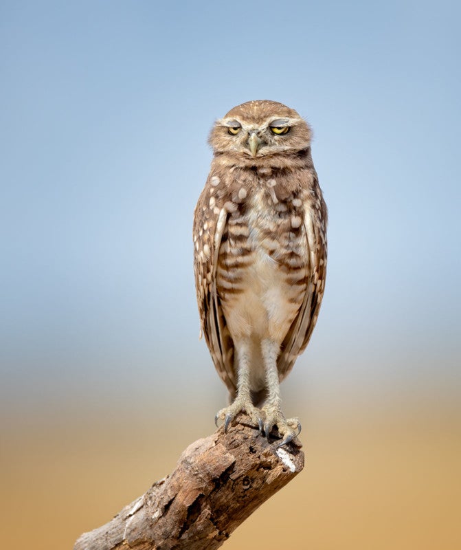 Image: Anita Ross / Comedy Wildlife Photography Awards 2021