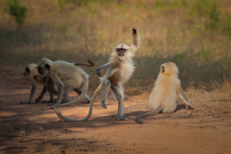 Image: Sarosh Lodhi / Comedy Wildlife Photography Awards 2021