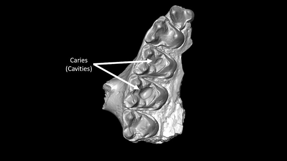 Sección de la mandíbula superior de Microsyops latidens con dos cavidades.
