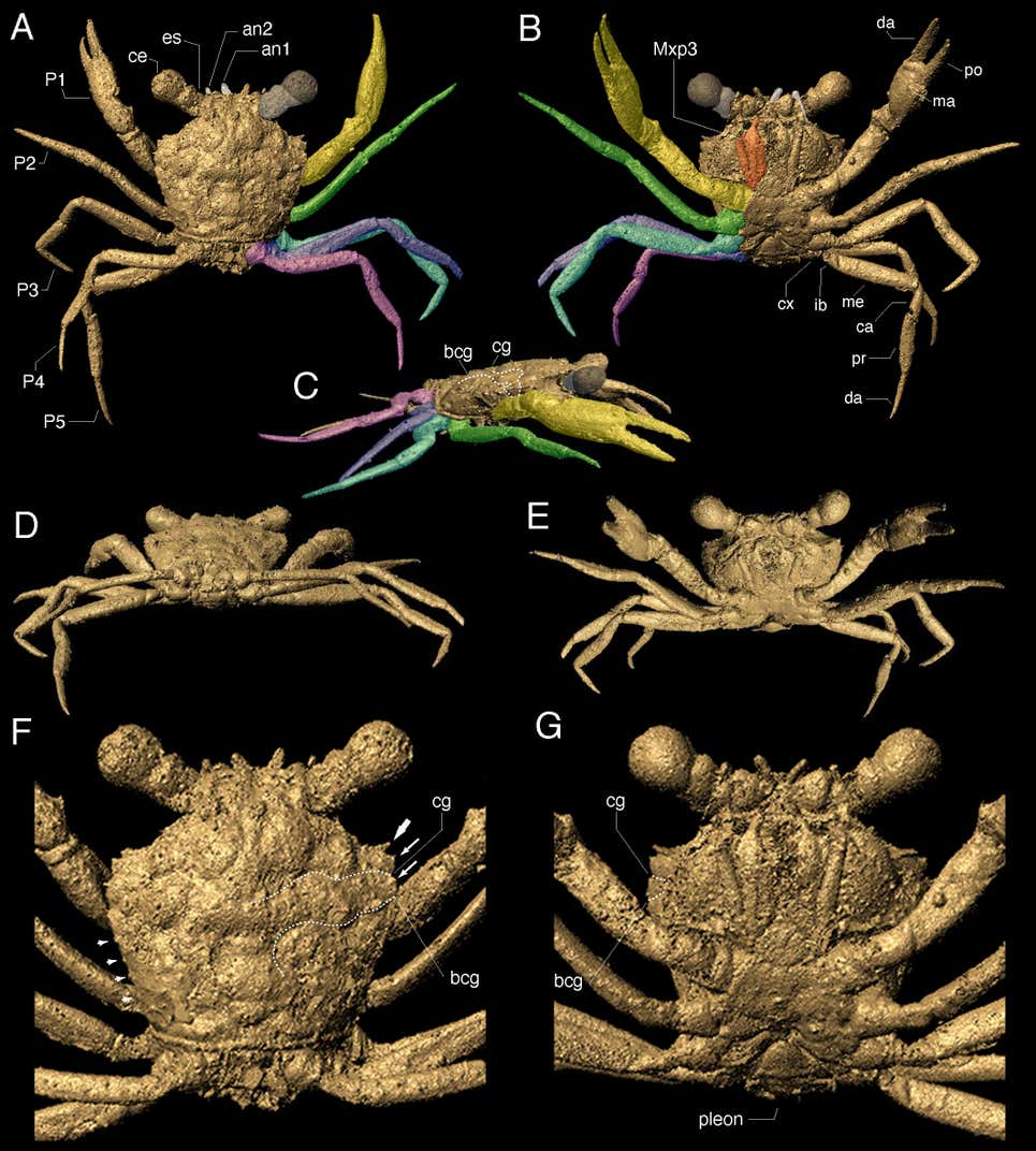 Escaneos 3D del fósil que muestran el cangrejo al detalle.