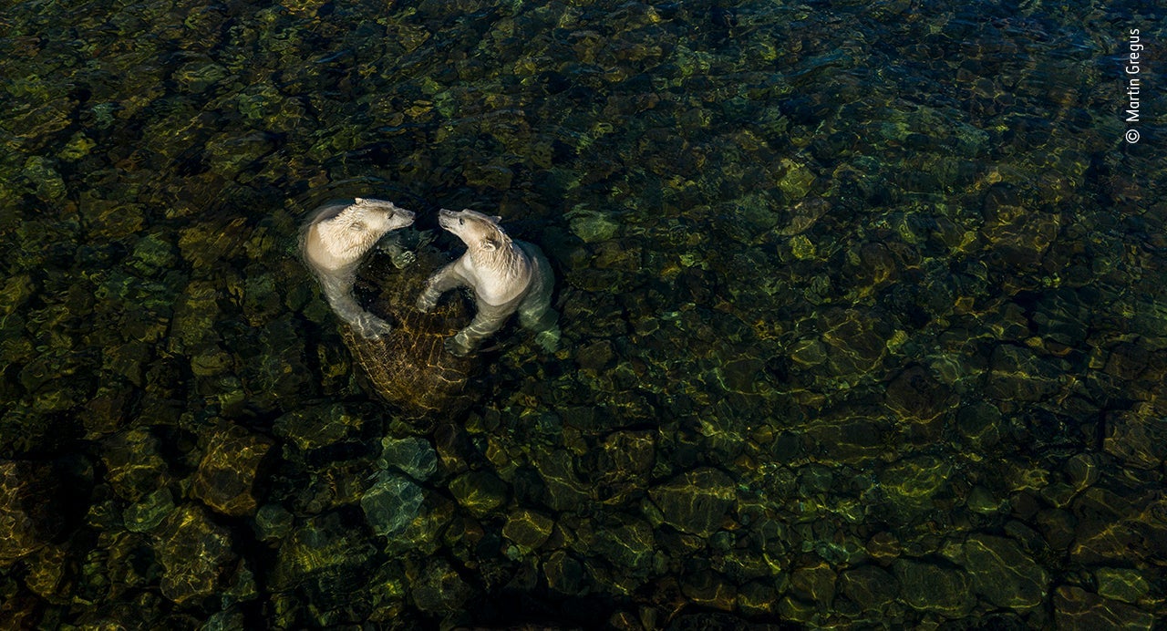 Image: Martin Gregus/Wildlife Photographer of the Year