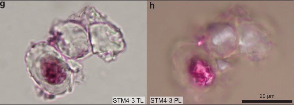 Una foto de gran aumento de las células de Caudipteryx teñidas bajo luz transmitida (izquierda) y polarizada (derecha)