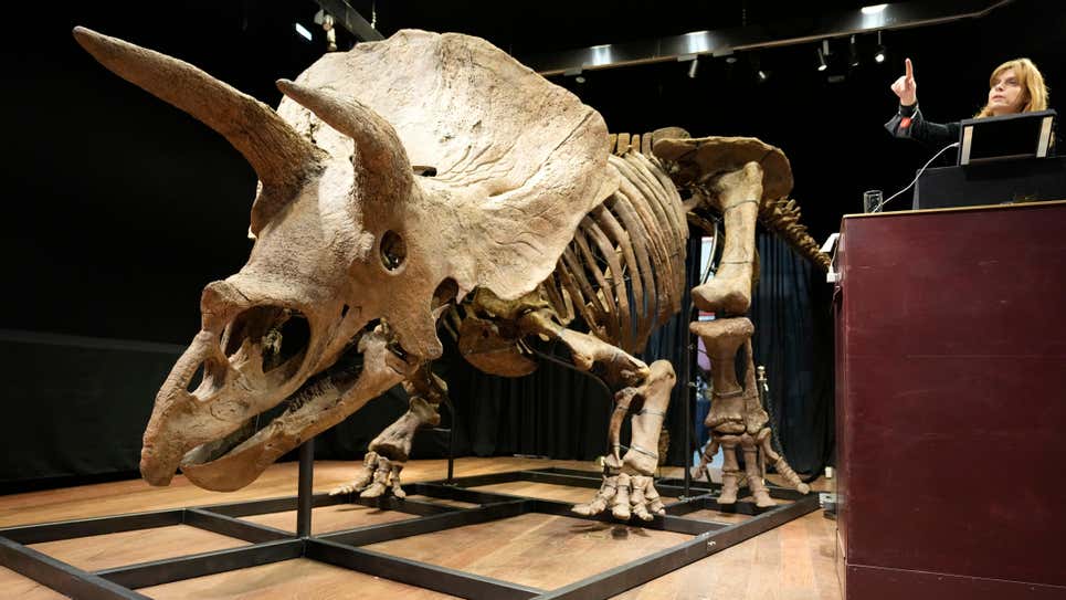 La encargada de la subasta Violette Stcherbatcheff gesticula junto al esqueleto de triceratops más grande del mundo, durante la subasta el 21 de octubre de 2021 en París, Francia