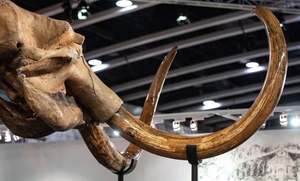 Un esqueleto de mamut lanudo. El ADN secuenciado más antiguo proviene de los dientes de un mamut de 1,2 millones de años