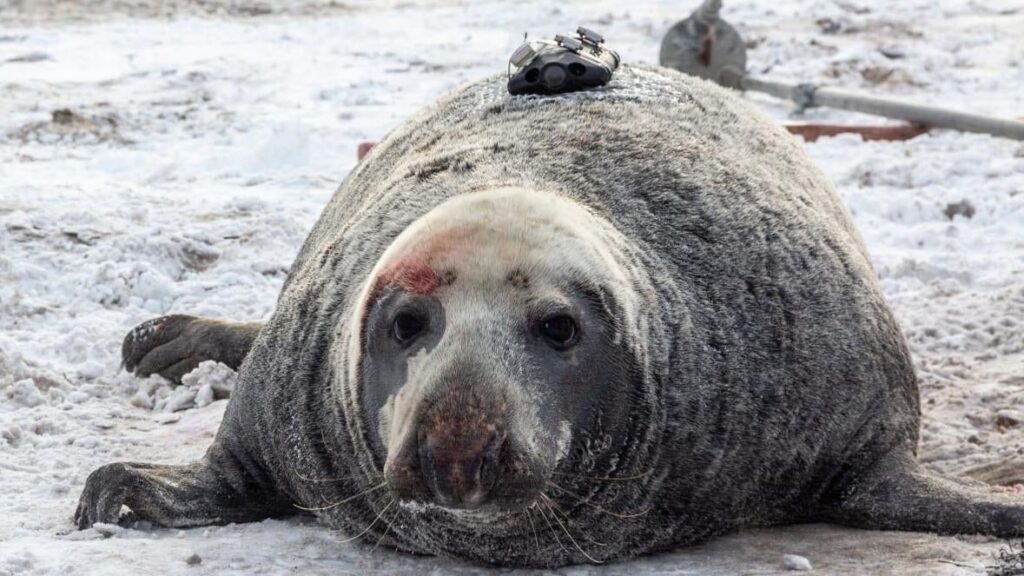 Photo: Damian Lidgard/Department of Fisheries and Oceans/Ocean Tracking Network