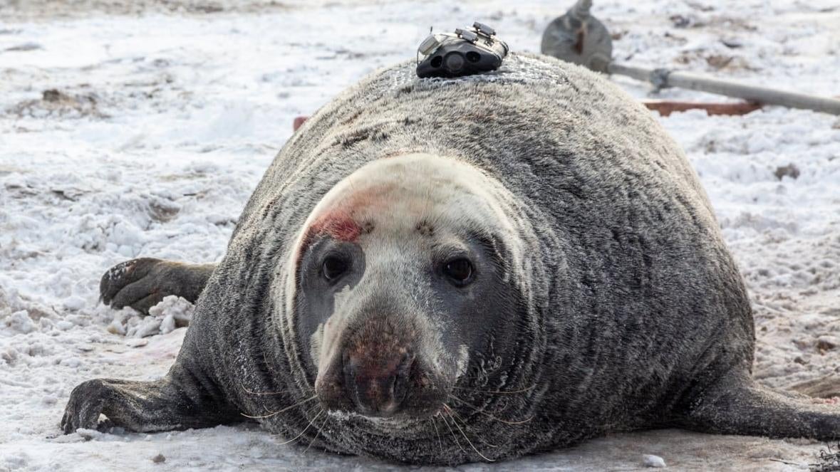 Photo: Damian Lidgard/Department of Fisheries and Oceans/Ocean Tracking Network