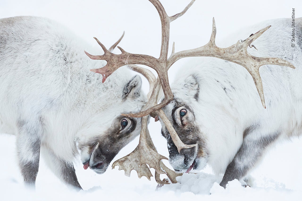 Image: Stefano Unterthiner/Wildlife Photographer of the Year