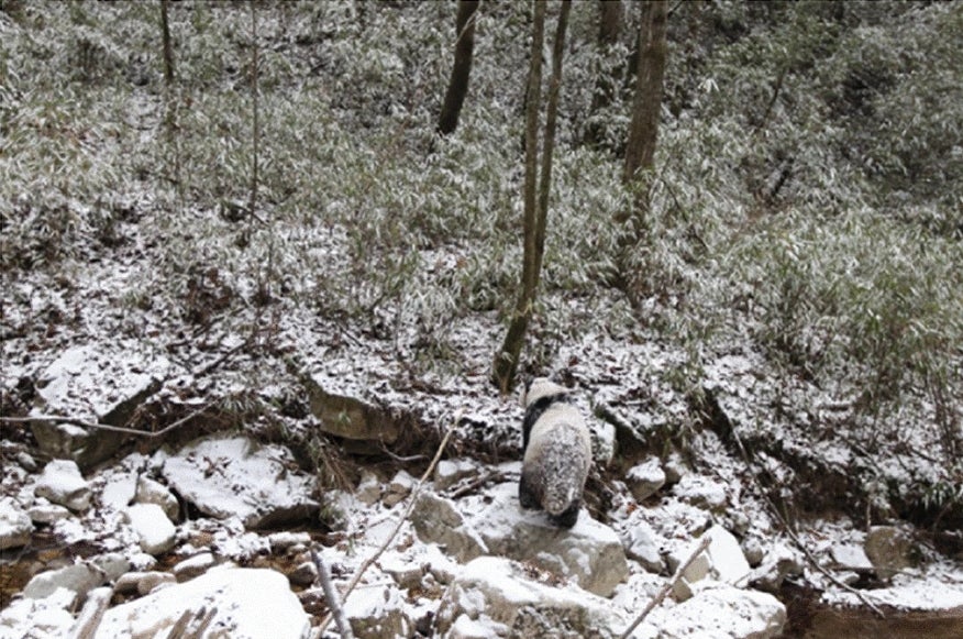 Photo: FuWen Wei /Scientific Reports