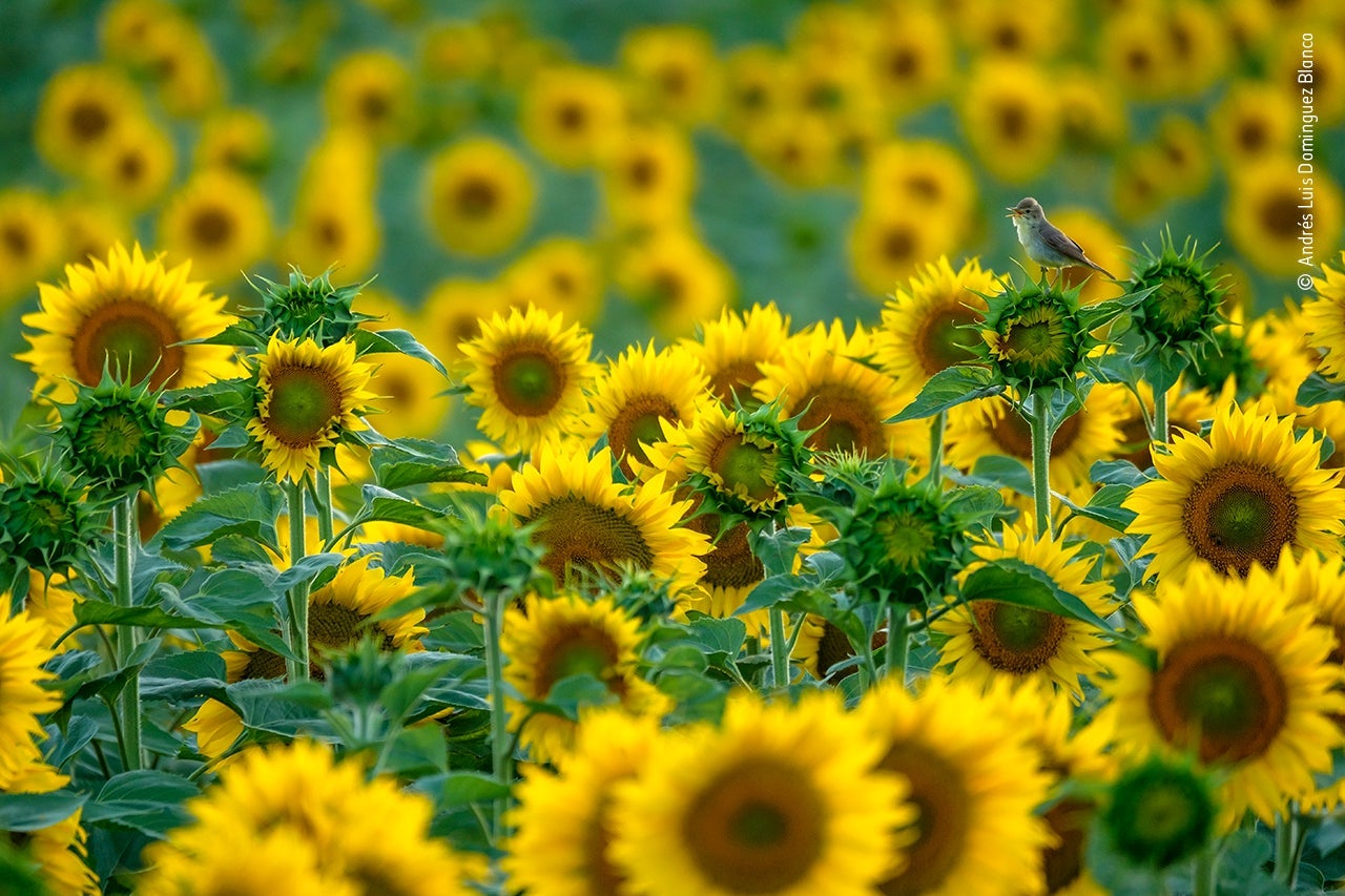 Image: Andrés Luis Dominguez Blanco/Wildlife Photographer of the Year