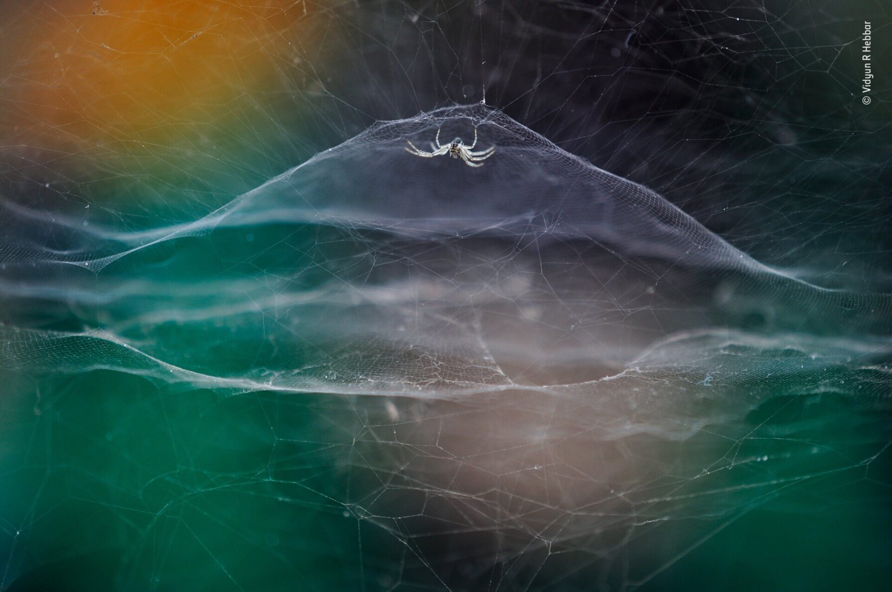 Las imágenes ganadoras del Wildlife Photographer of the Year 2021 te ...