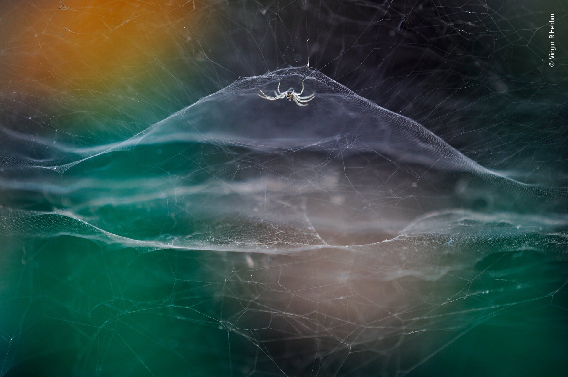 Image: Vidyun R. Hebbar/Wildlife Photographer of the Year
