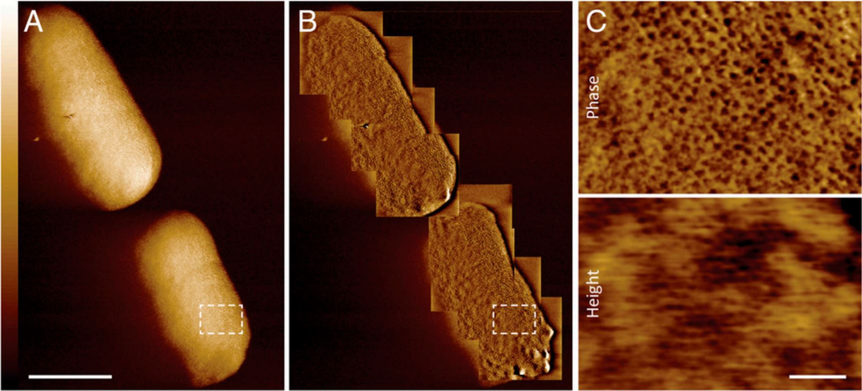Image: Benn et al., PNAS, 2021