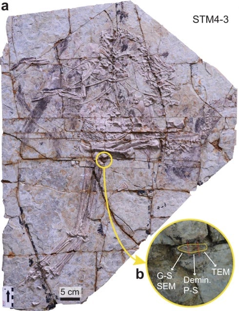 El fósil de Caudipteryx, con el fragmento inspeccionado insertado en amarillo a la derecha