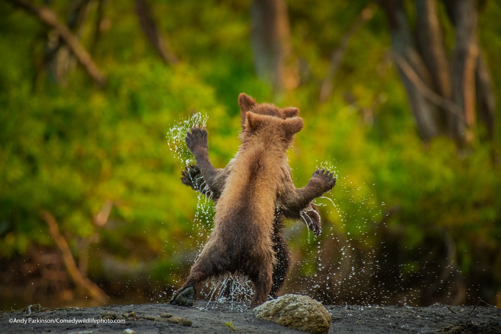Photo: Comedy Wildlife Photography Awards