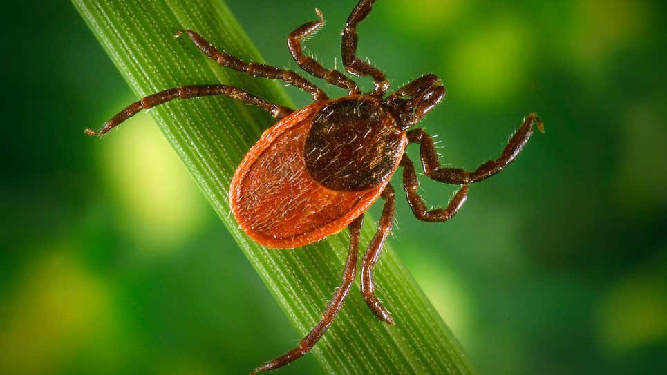 Una garrapata Ixodes pacificus hembra, una de las dos especies principales que propagan la enfermedad de Lyme en los Estados Unidos. Lyme es causada por la bacteria Borrelia burgdorferi.