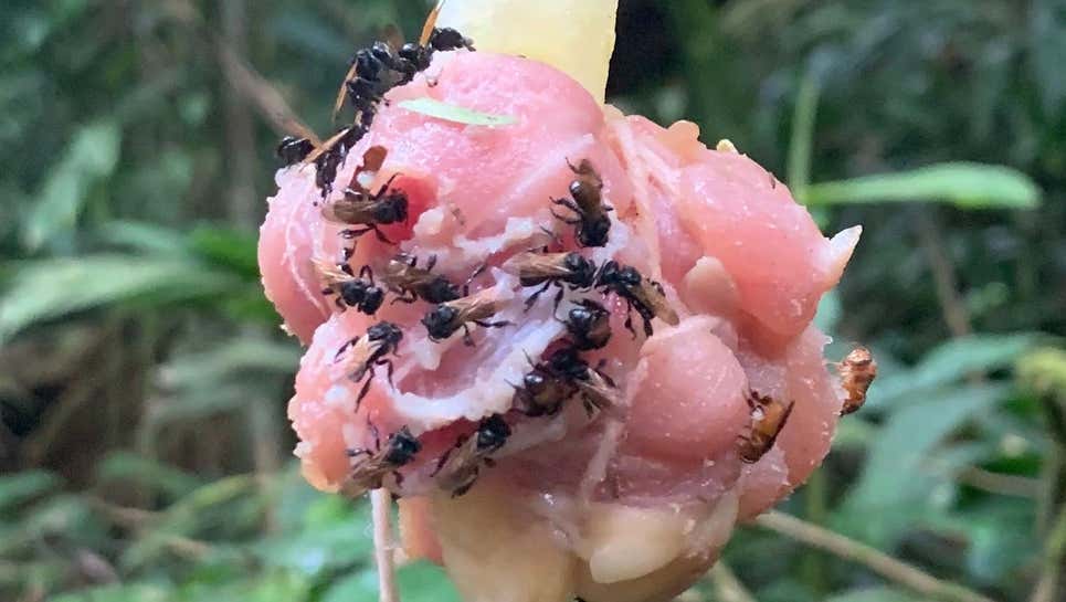Abejas buitre se alimentan de pollo crudo en Costa Rica