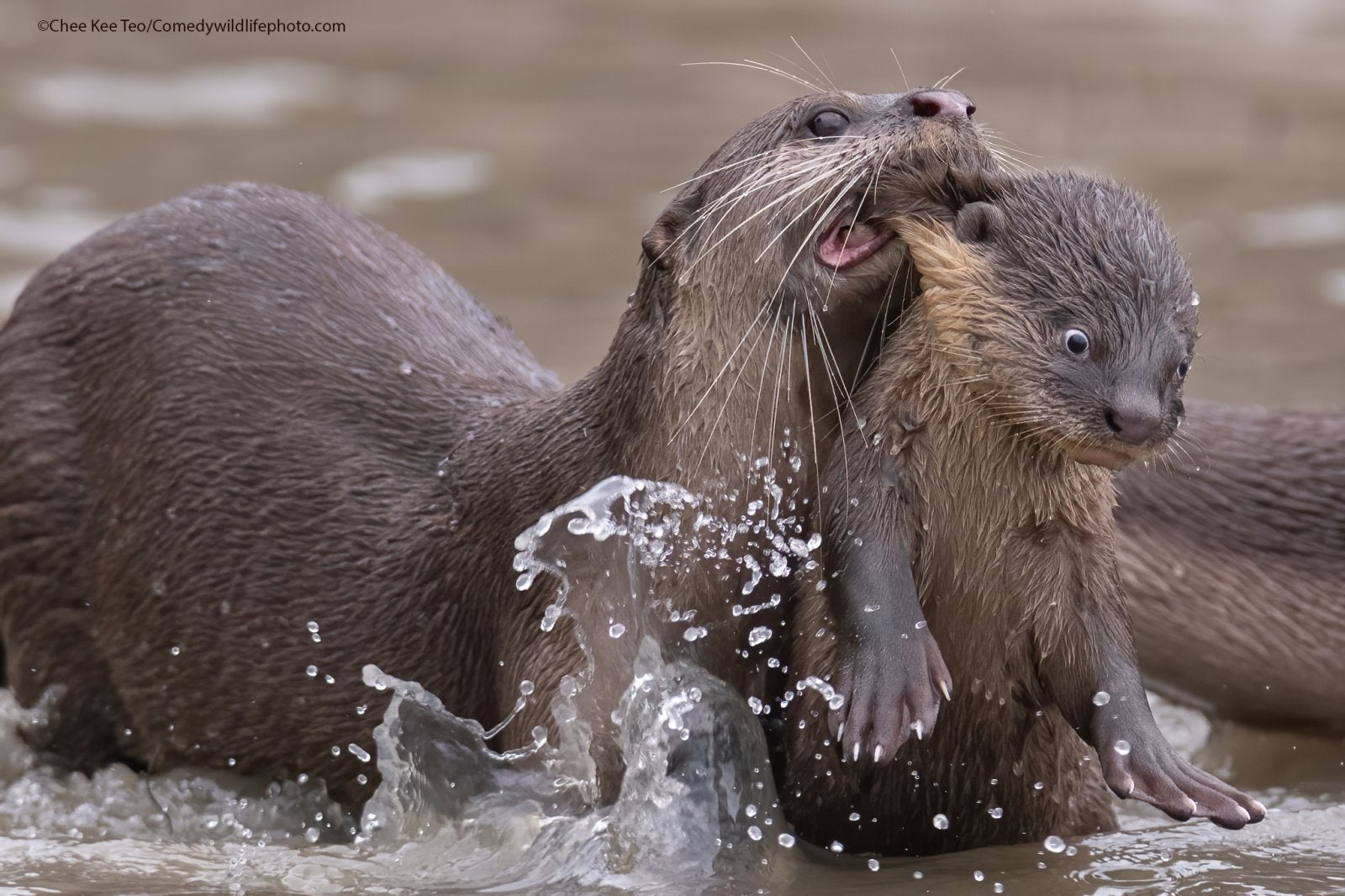 Photo: Comedy Wildlife Photography Awards