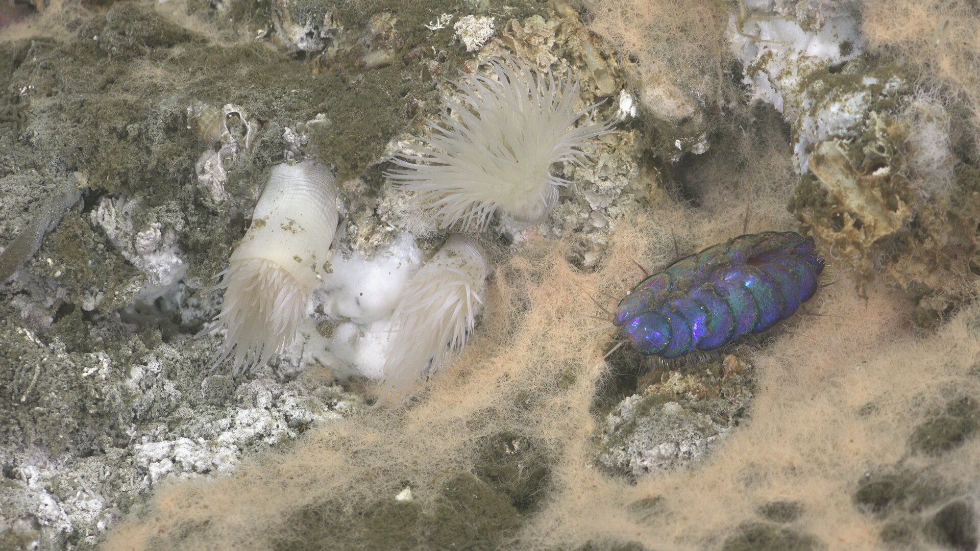 Photo: Schmidt Ocean Institute