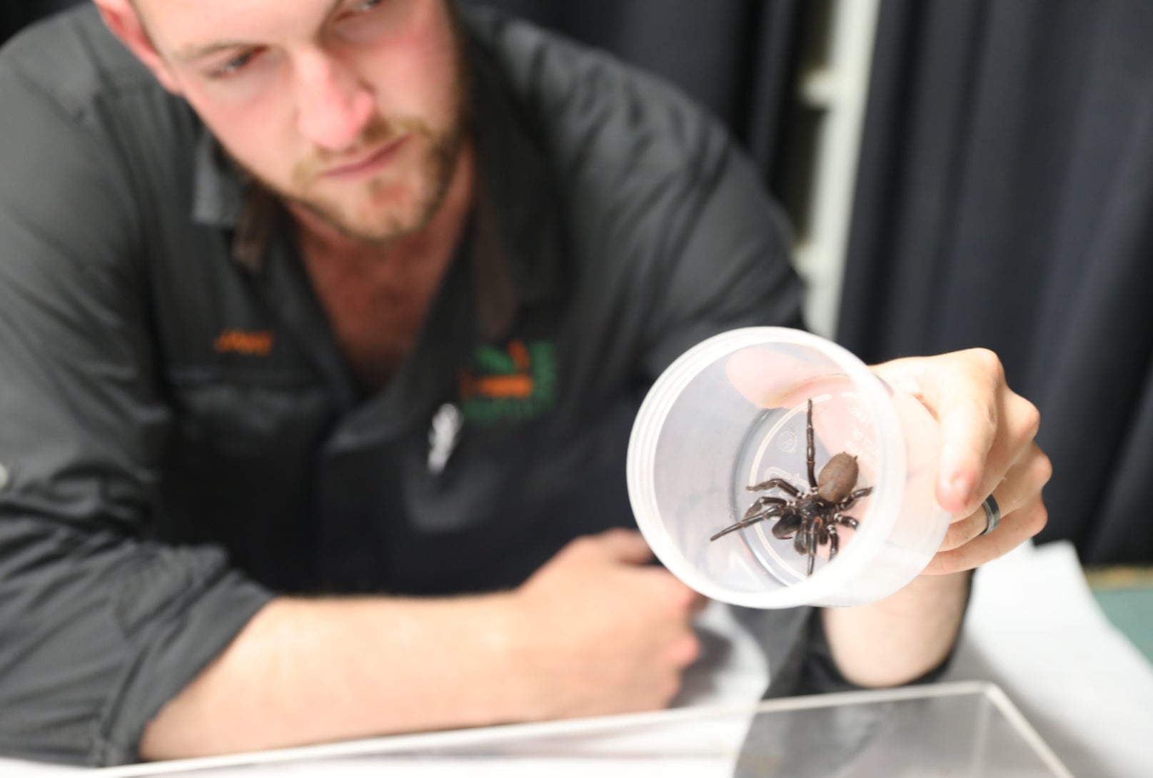 Jake Maney, el responsable de arácnidos del Centro de Reptiles de Australia, sosteniendo el ejemplar con visible cuidado.