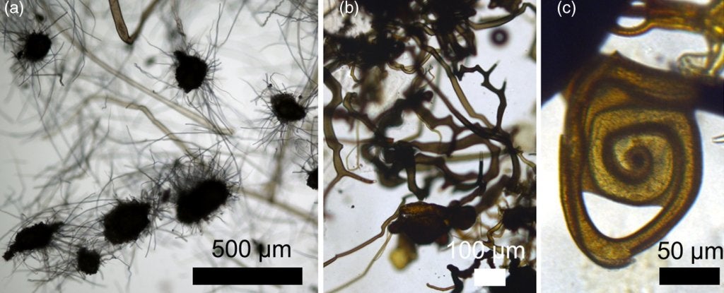 Algunos pseudofósiles como los que podría haber en Marte producidos por la mezcla de químicos.
