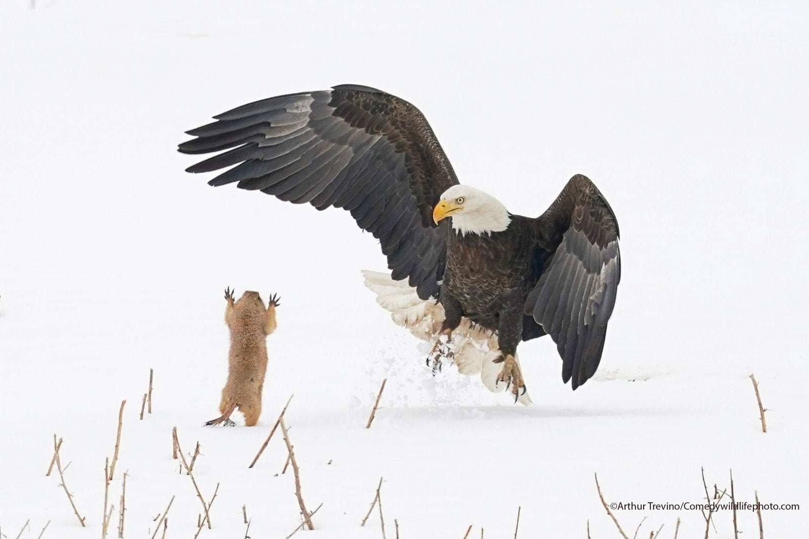 Photo: Comedy Wildlife Photography Awards