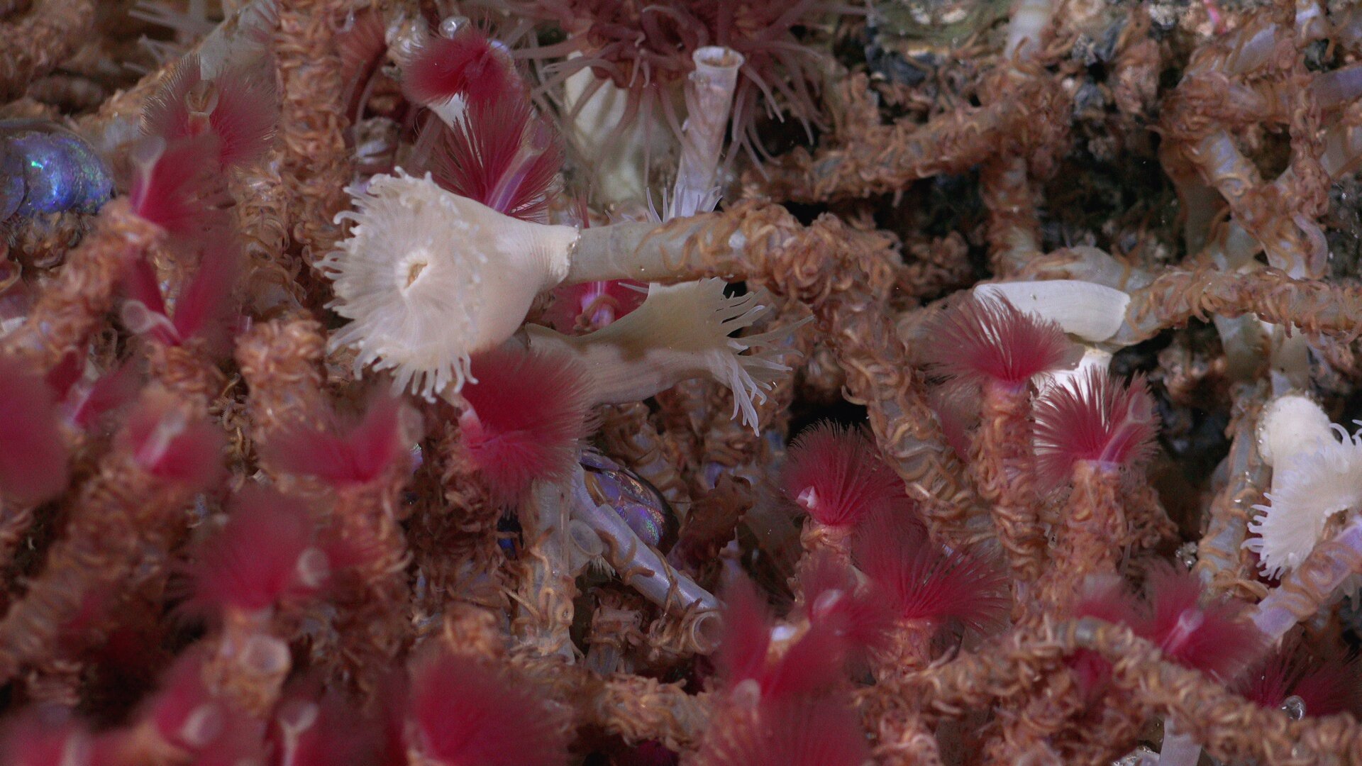 Photo: Schmidt Ocean Institute