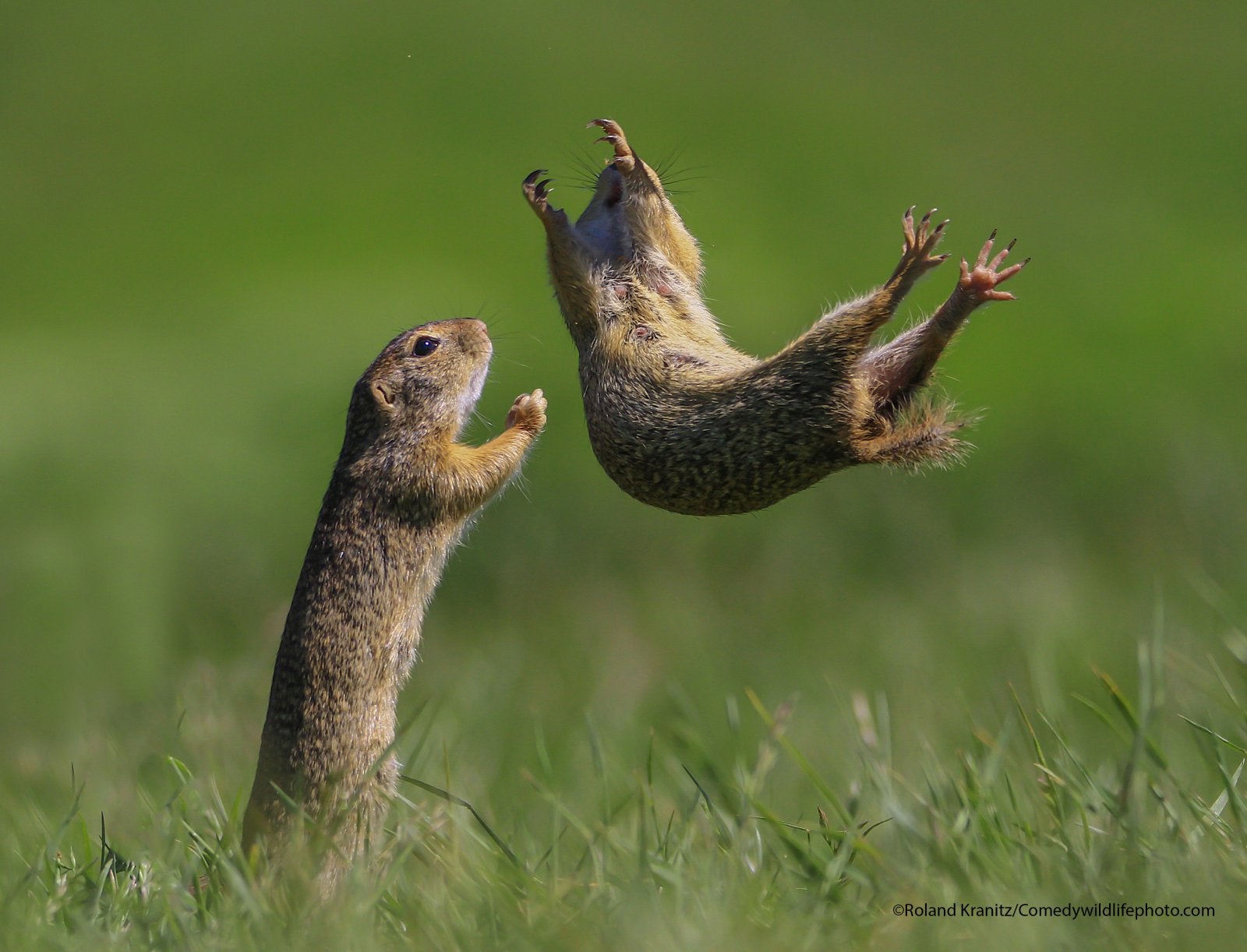 Photo: Comedy Wildlife Photography Awards