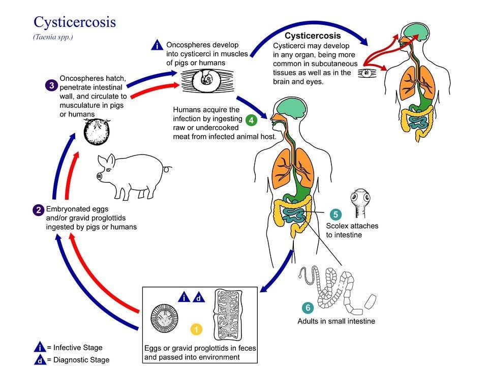 Illustration: Alexander J. da Silva/Melanie Moser/CDC