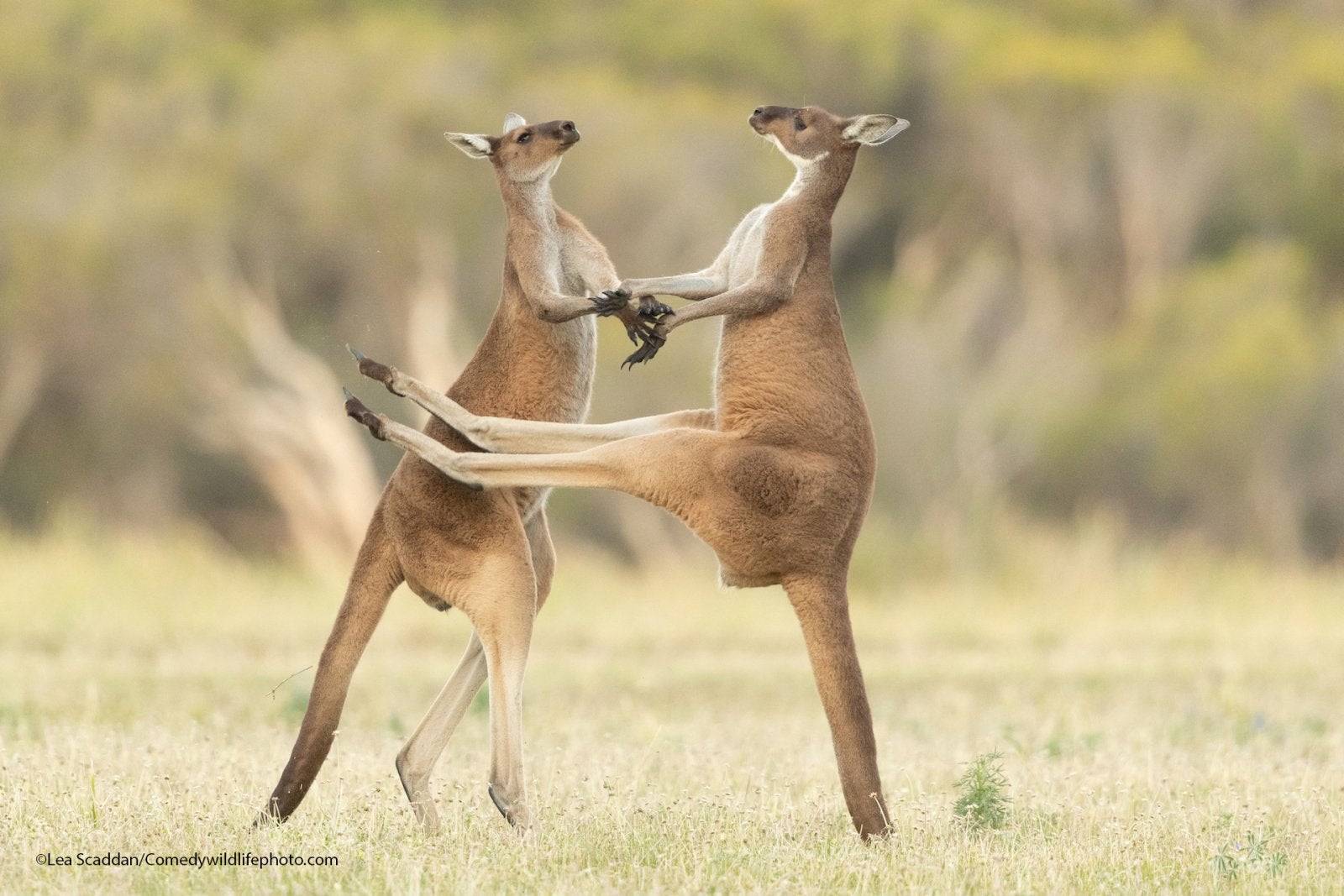 Photo: Comedy Wildlife Photography Awards