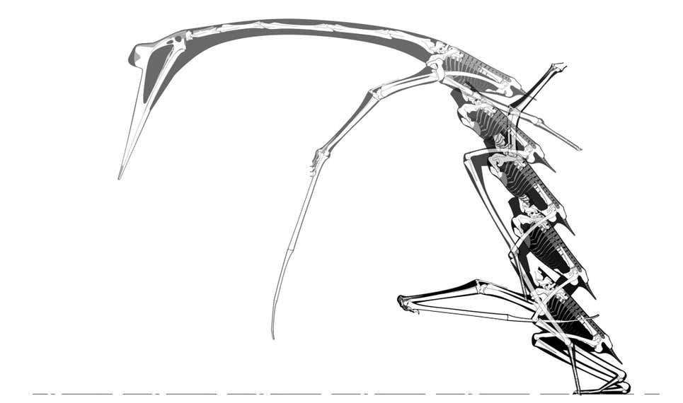 Reconstrucción paso a paso de cómo se izaba en el aire el Quetzalcoalus.