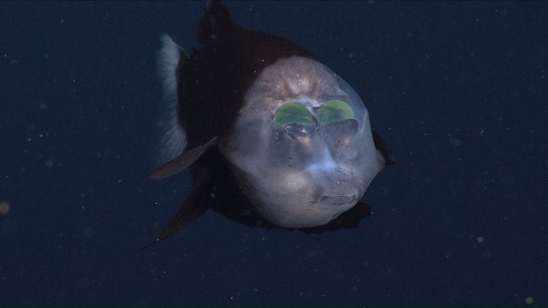 Image: MBARI 2004