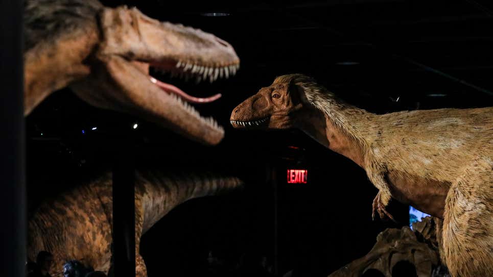 Modelos de . Rex, un dinosaurio terópodo, en el Museo Americano de Historia Natural en 2019.