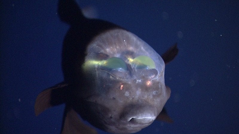 Image: MBARI 2004