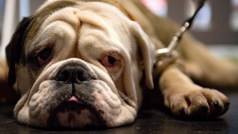 Los bulldogs ingleses son especialmente propensos a respirar y otros problemas de salud debido a su forma corporal y facial única creada a través de la cría
