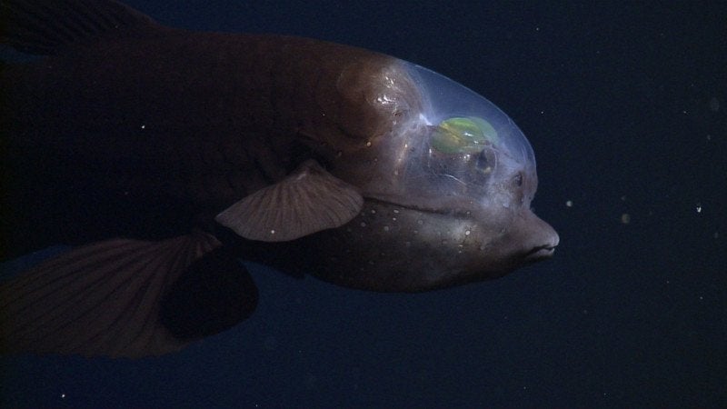 Image: MBARI 2004