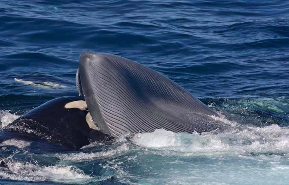 Una orca dándose un festín con la lengua de la ballena azul
