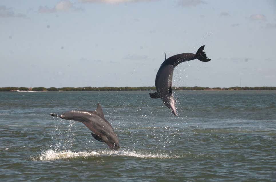 Delfines en actividades sexuales.