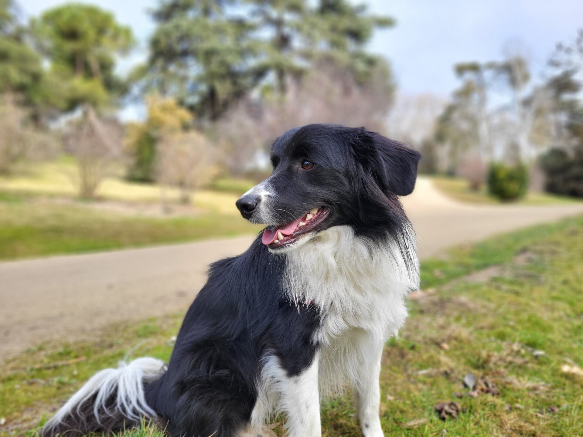 El modo retrato consigue hacer normalmente un buen recorte, aunque el bokeh es más artificial que el de otros procesados.