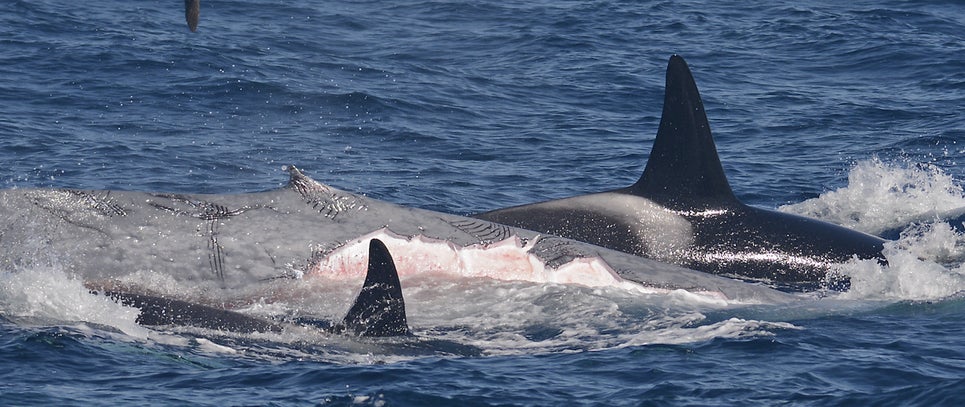 Las orcas mordieron trozos de piel y grasa de la ballena azul