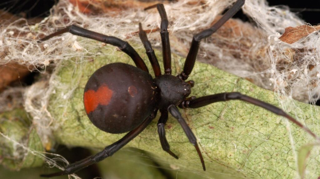 Photo: David McClenaghan, CSIRO / CC BY 3.0